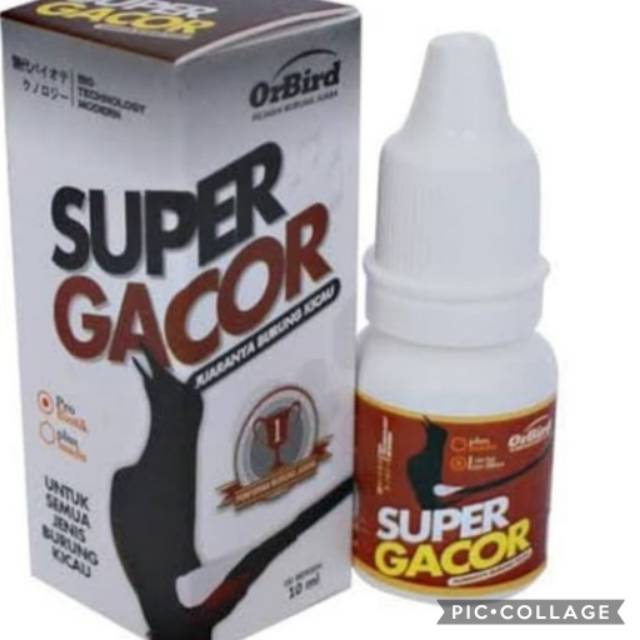 Super gacor Orbird obat gacor