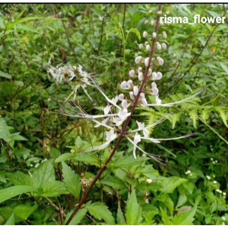 pohon herbal kumis kucing/tanaman herbal kumis kucing
