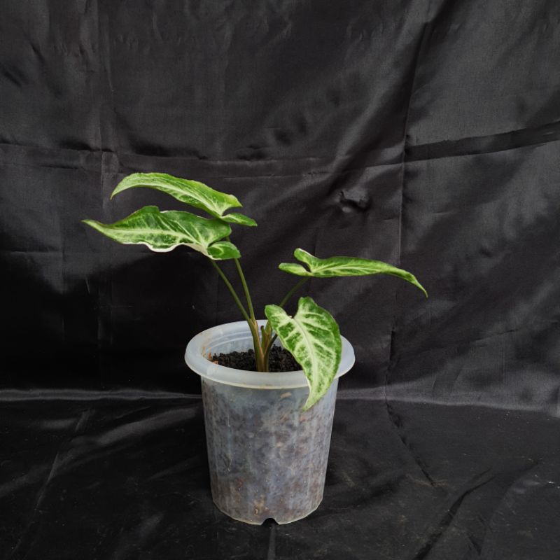 Syngonium T25