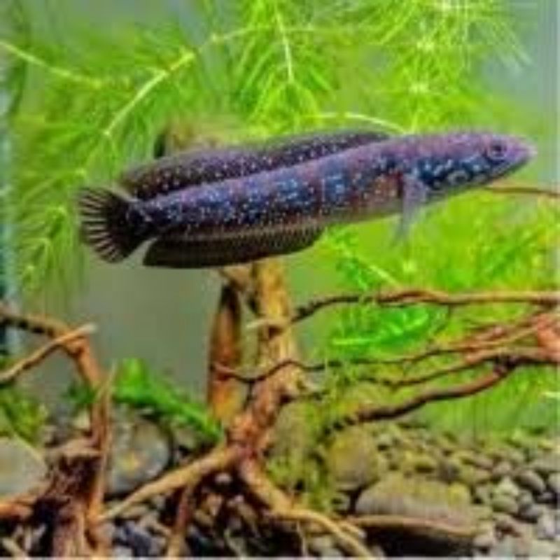 Channa Asiatica RSWS 5cm