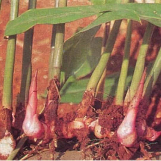 Lengkuas merah / Bibit tanaman lengkuas merah