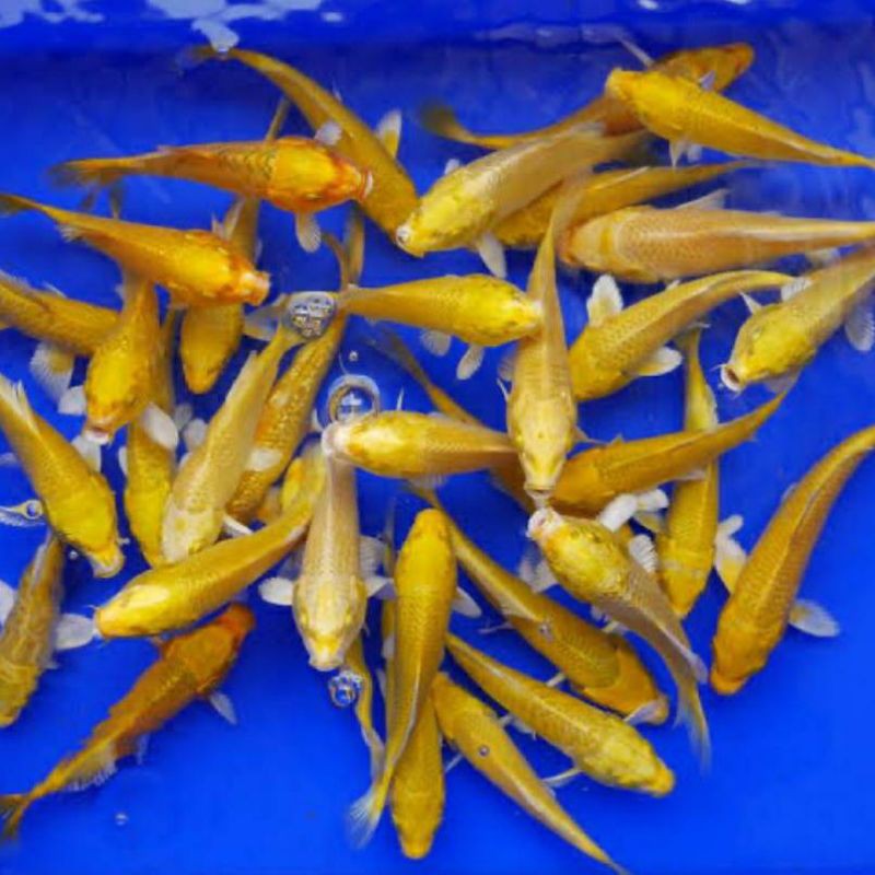 ikan koi ogon emas size 7-9cm
