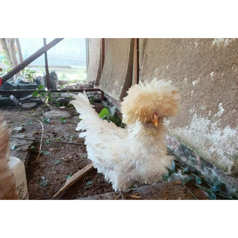 

Telur ayam Poland Jember