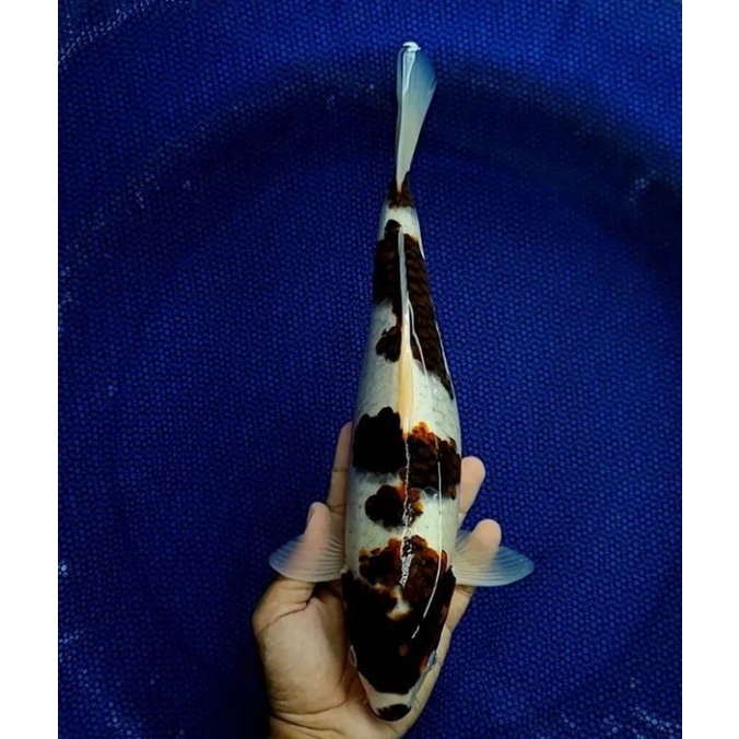mas koi goromo ukuran 15-16Cm