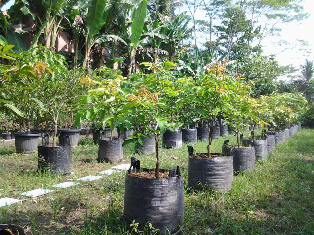 Planter Bag Ukuran 30x30