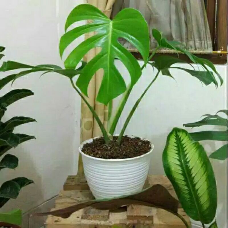 philodendron monstera deliciosa-pohon philodemdron monstera deliciosa-monstera deliciosa-pohon bibit