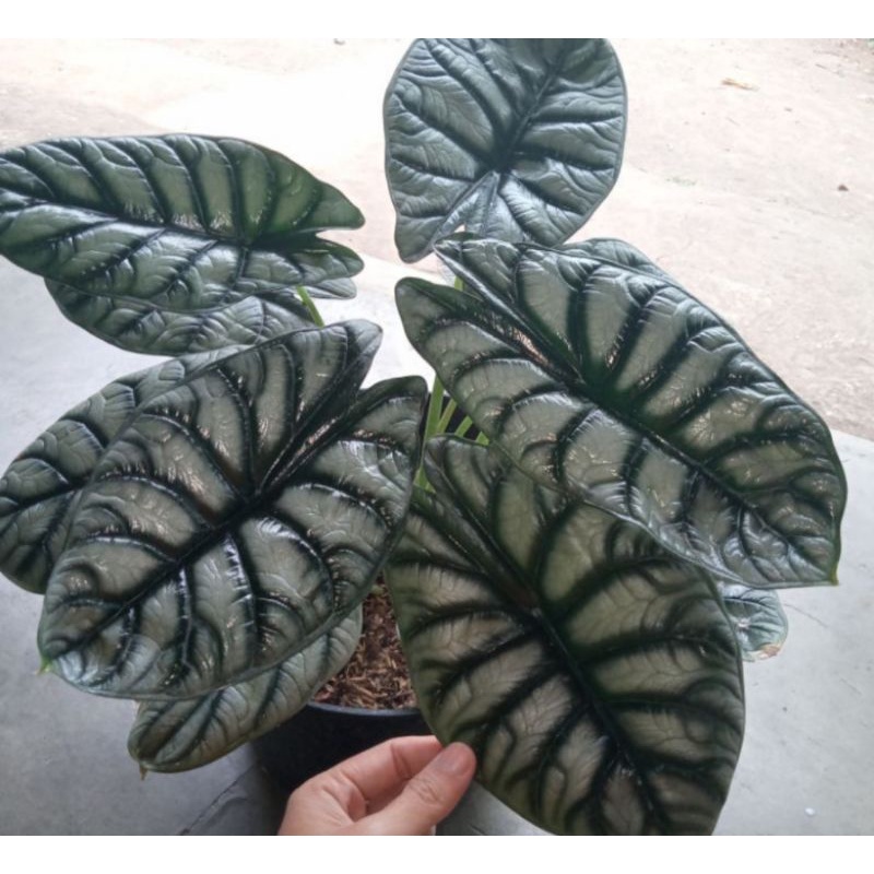 Alocasia Dragon Silver