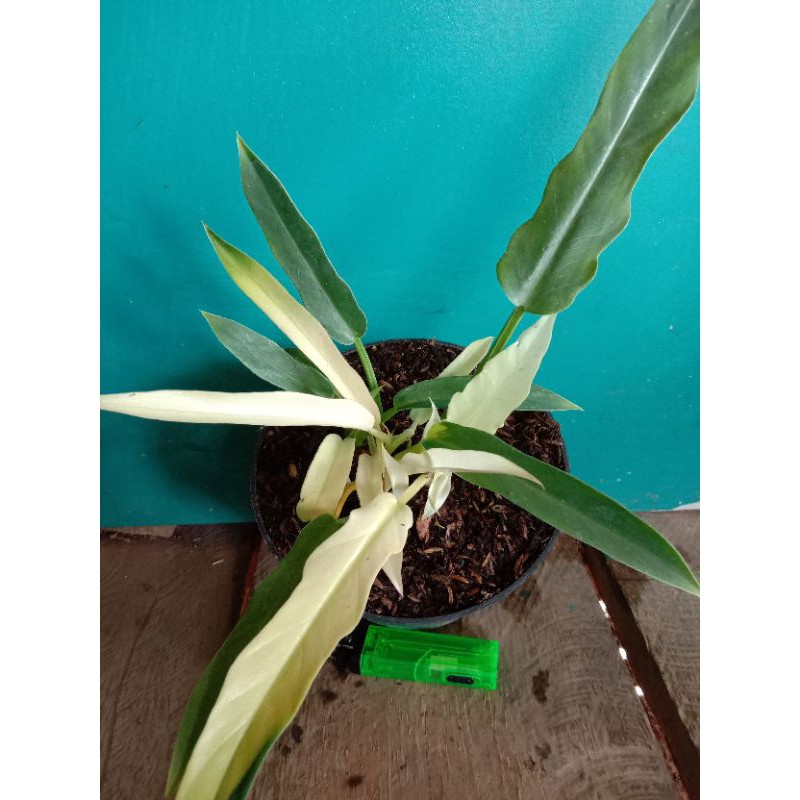 Tanaman hias philodendron keris- xanadu varigata albo