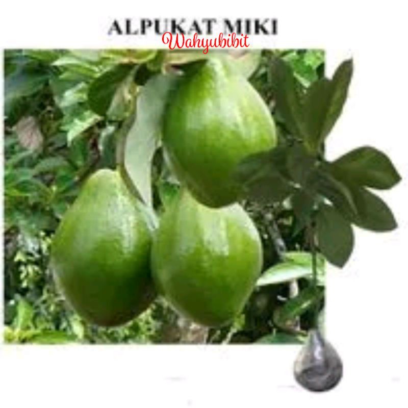 Jual Bibit Alpukat Miki Benih Pohon Tanaman Buah Bisa Untuk Tabulampot