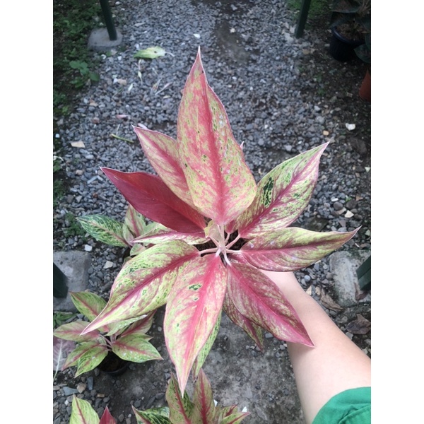 Aglaonema golden sweet