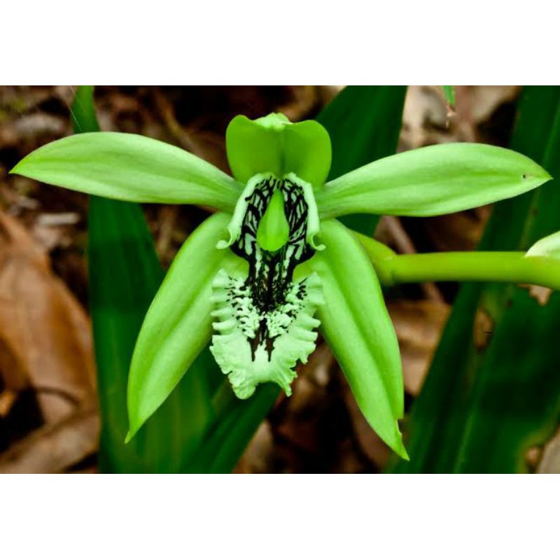 Anggrek Pandurata | Anggrek Hitam Rawatan Tunas Baru