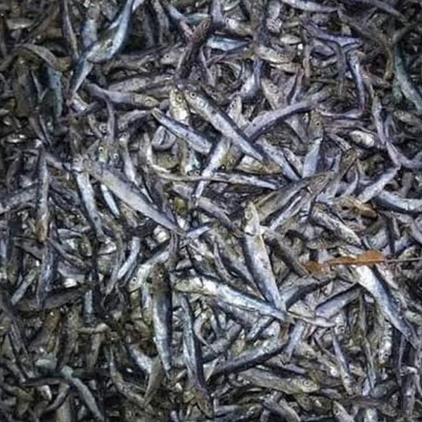 

Ikan teri batu 100 gram