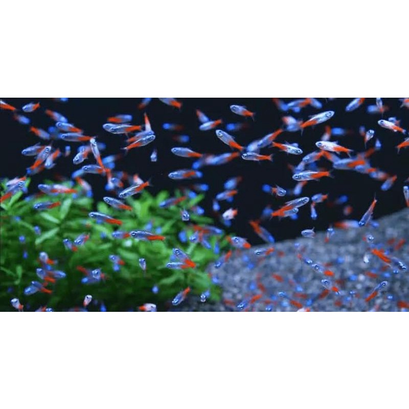 Paket Neon Tetra/Cardinal paket 20Ekor