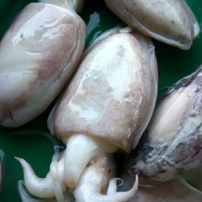 Cumi Sotong / Ikan Nus