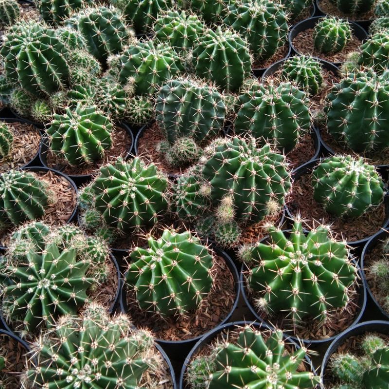 kaktus echinopsis jumbo banyak anak