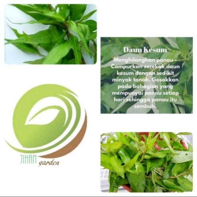 

daun kesum segar 500 gram/laksa