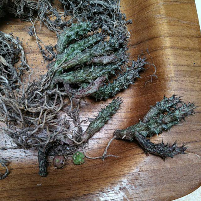 Kaktus Dan Sekulen ( Minimal 30 Packs )