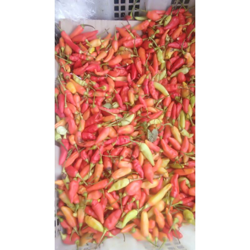 

cabe rawit merah