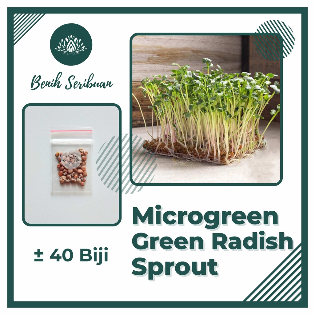 Bibit Sayuran : 40 Benih Microgreen Green Radish Sprout Panen 8 Hari Tanaman Microgreens Organik