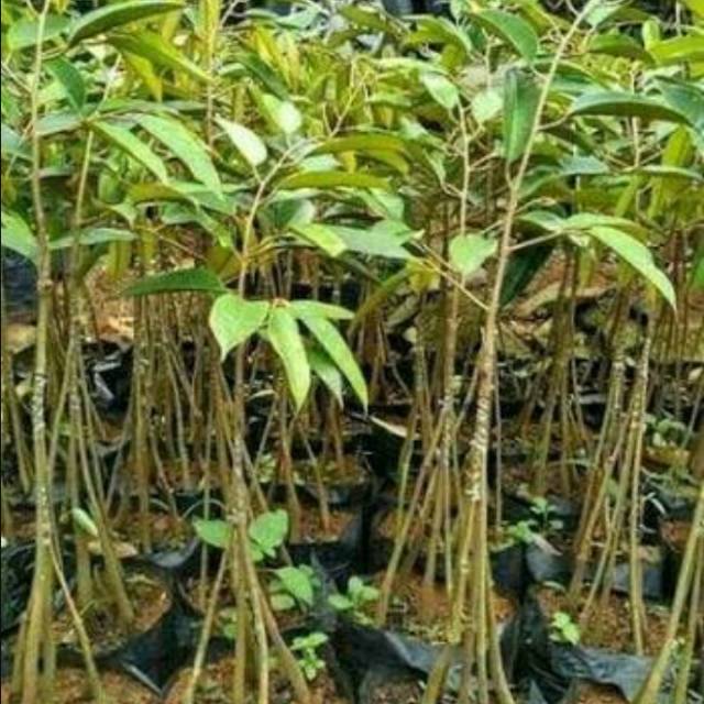 Bibit durian musang king KAKI 5