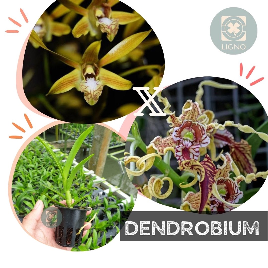 Seedling Dendrobium Mirbelianum x Spectabile - Bibit Anggrek H192