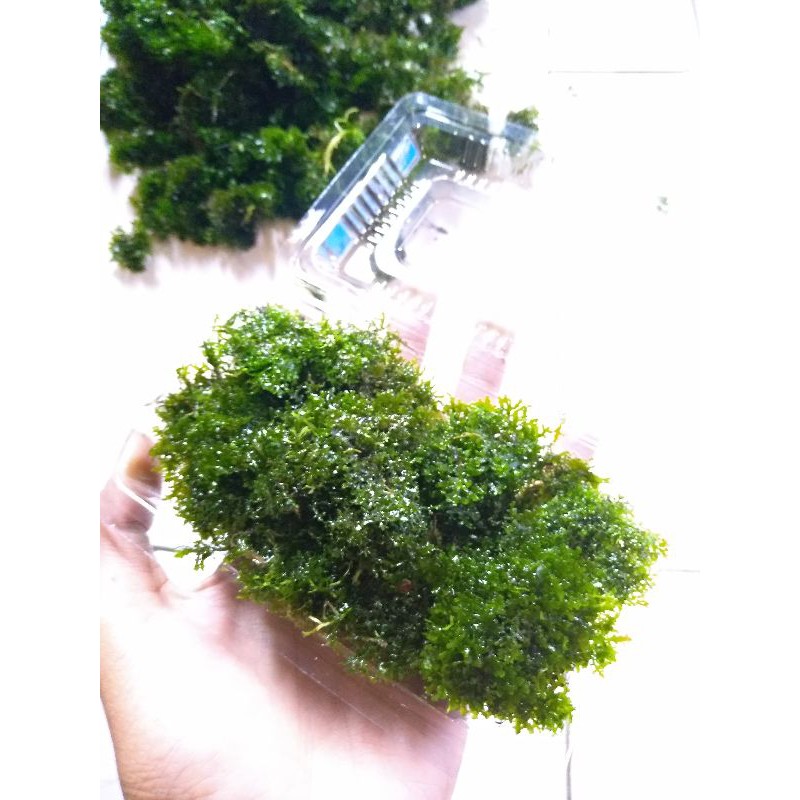 Moss ricardia