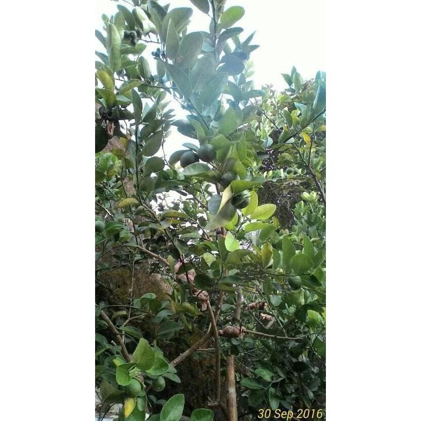 Asli Bibit Tanaman Buah Jeruk Baby Jeruk Bayi Super I4R