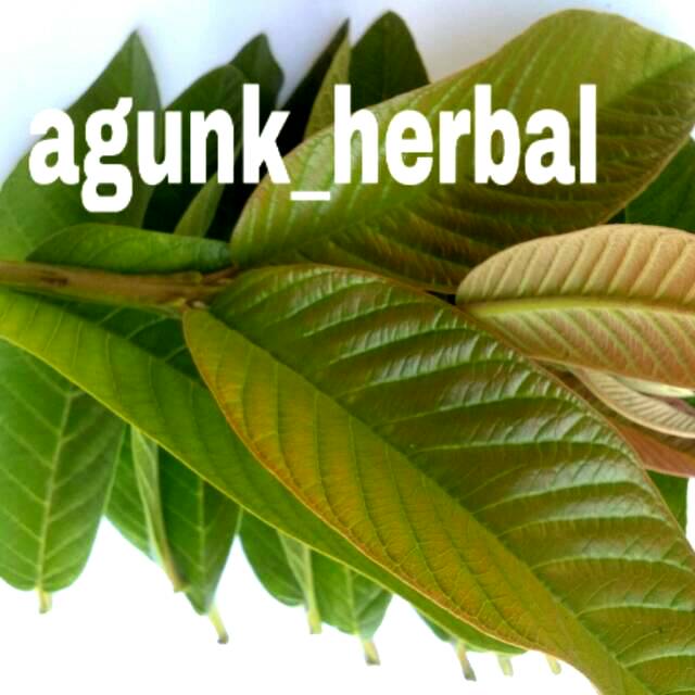 

Daun Jambu Biji Organik Segar Langsung Di Petik Dari Pohon