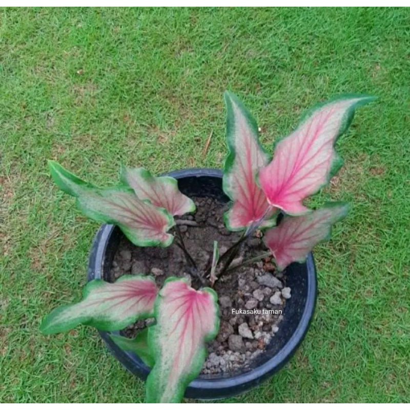 Keladi keris merah - tanaman hias keladi keris