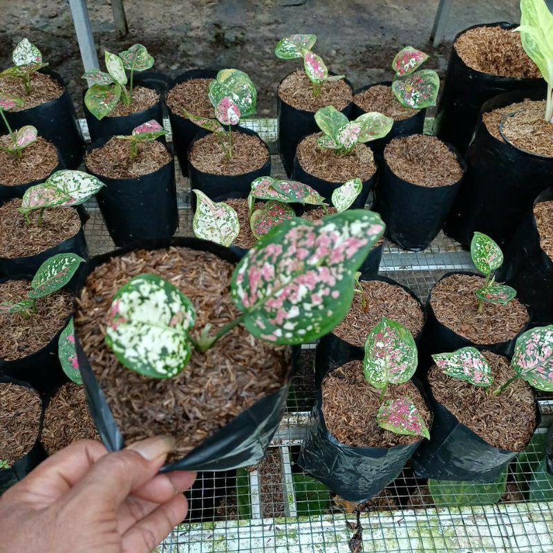 Aglonema Tri Colour Baby/Anakan