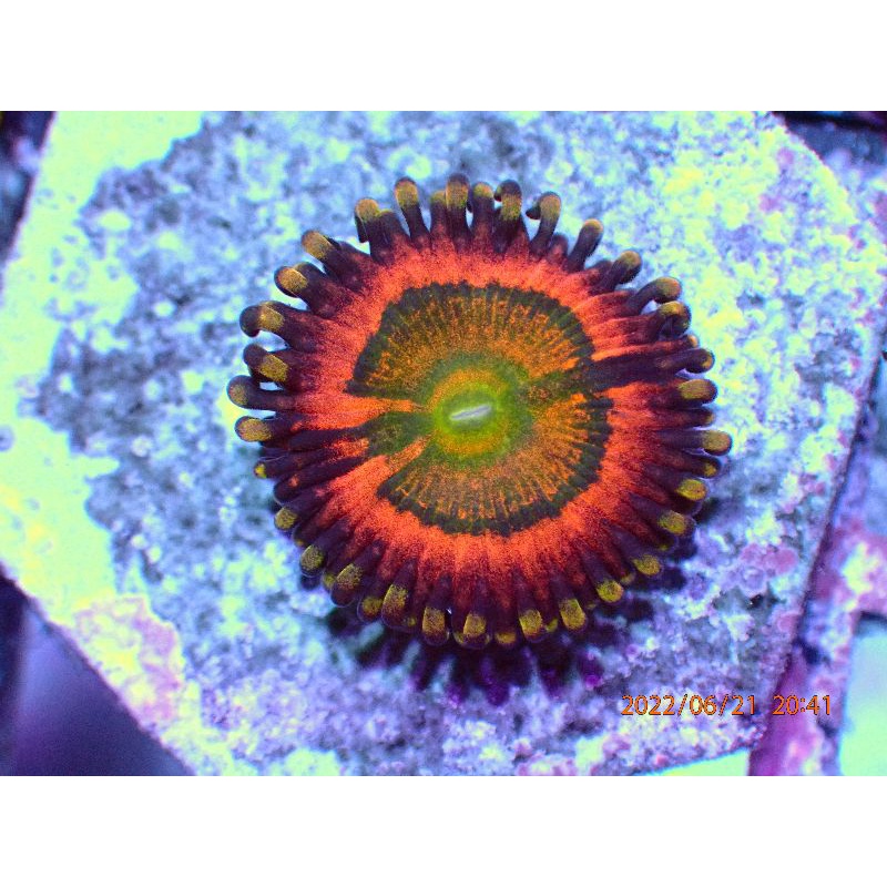 Vivid Rainbow Zoa Zoanthid Polip