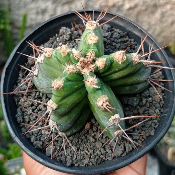 cereus forbesii spiralis kaktus sukulen tanaman hias