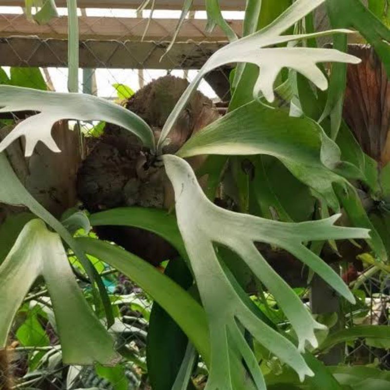 platycerium bifurctum tanduk rusa