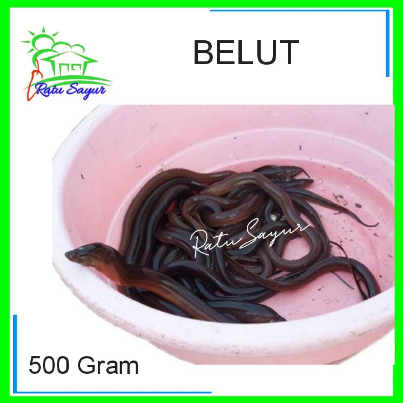 

BELUT/Ratu Sayur .id