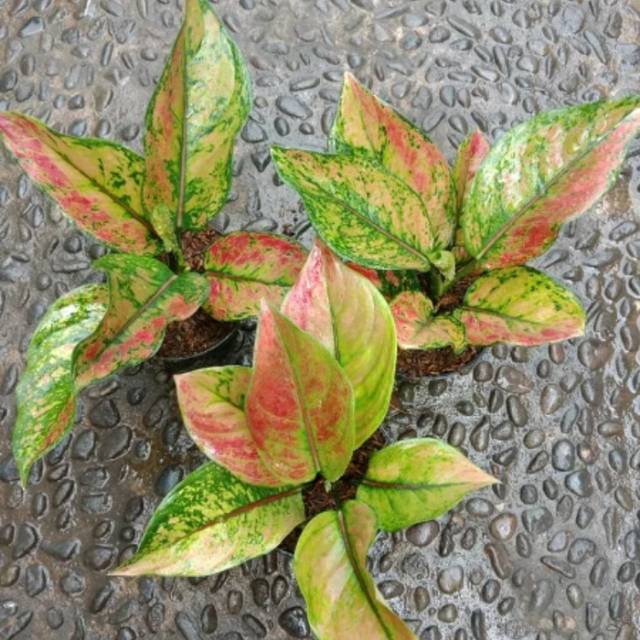 Tanaman hias aglonema hengheng-aglonema hengheng