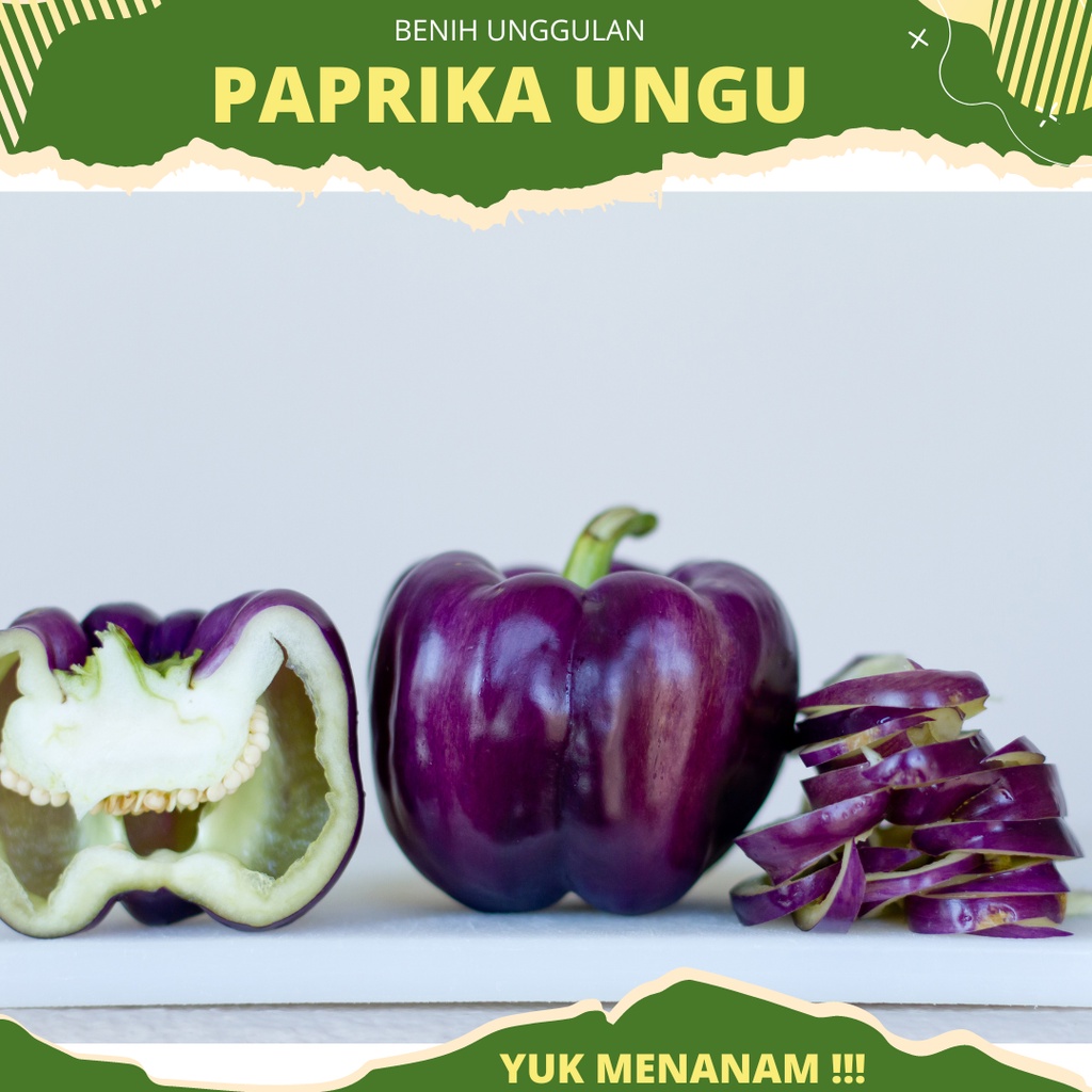 4 biji - Benih Paprika Ungu Hibrida PURPLE STAR F1 dari Known you seed