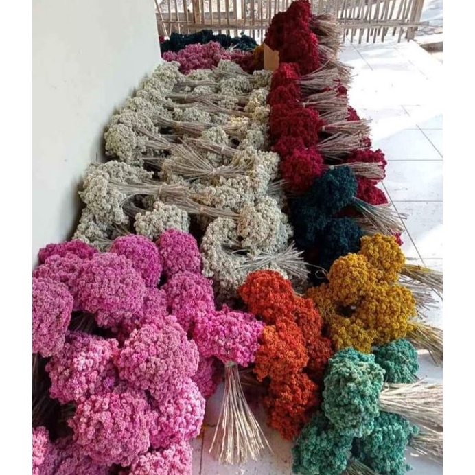 Bunga kering edelweis/ bunga edelweis grosir/ bunga kering murah
