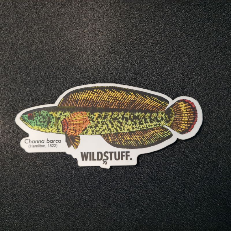 

STIKER IKAN CHANNA BARCA