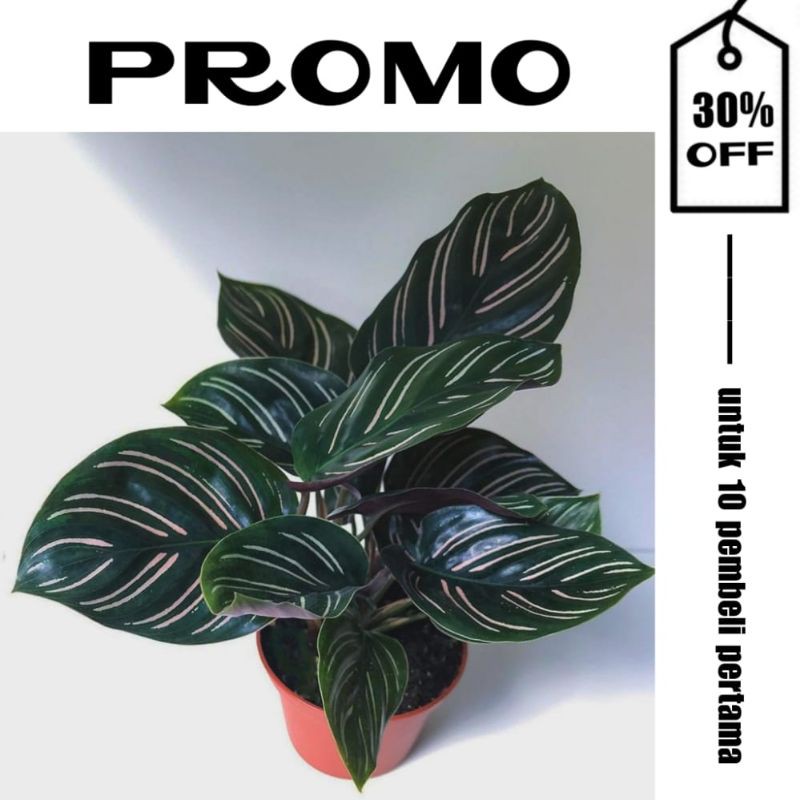 calathea ornata sanderiana