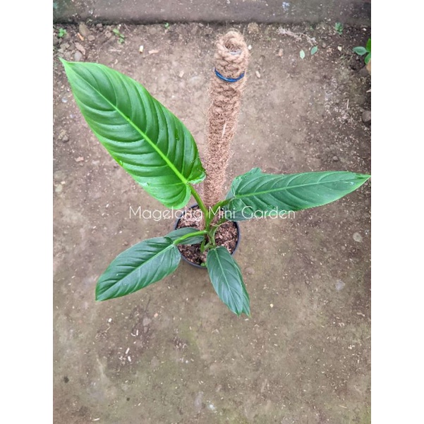 Philodendron subhastatum