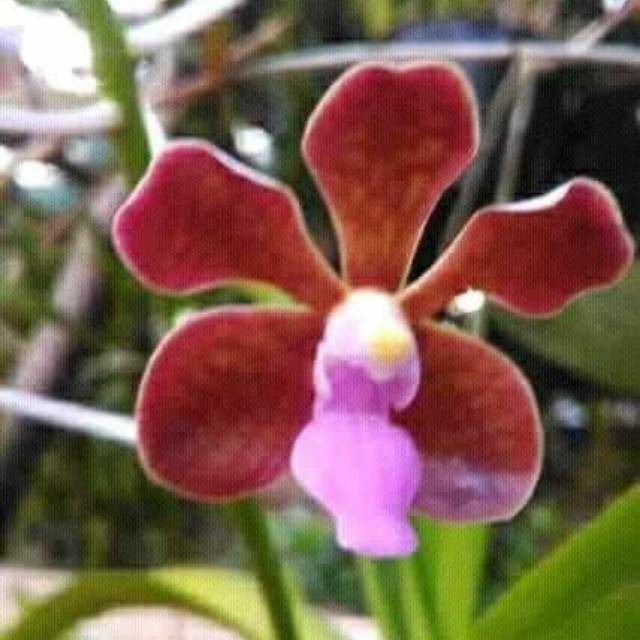 Anggrek vanda limbata