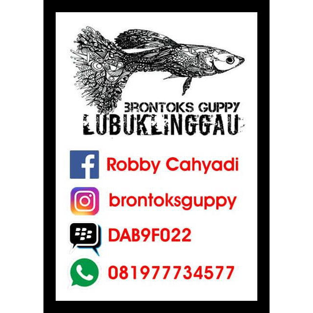 Artemia Decapsul Polar Red Shell Free 50Gr (Artemia Tanpa Tetas) Termurah