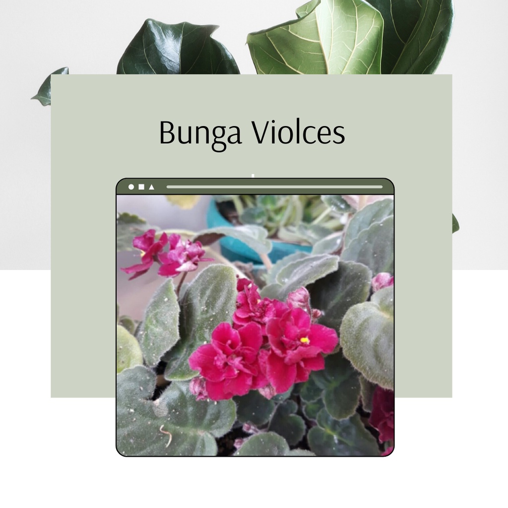 Tanaman Hias Bunga Violcen Cantik Bunga Violces Bunga African Violet Merah