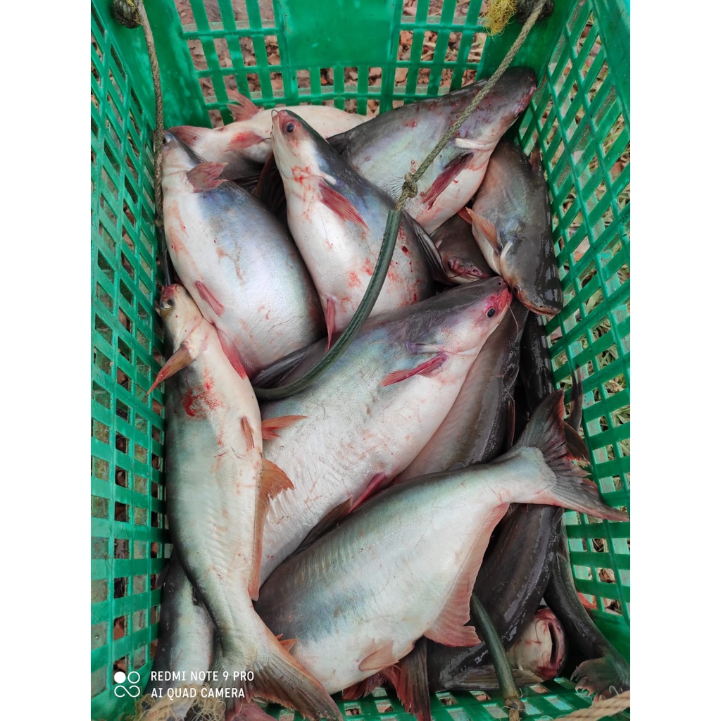 

Ikan Patin Segar 1 Kg