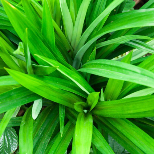 

Daun Pandan Wangi Per ikat