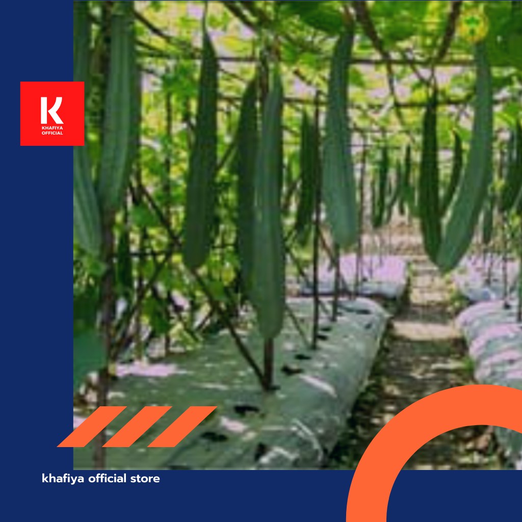 Benih / Bibit / Biji Lokal - Gambas Oyong Prima F1 Hybrid Super