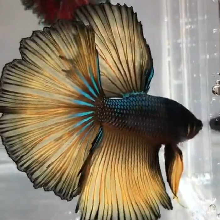 ikan cupang HM mustard gas ijo size L mumer