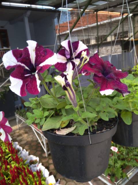Tanaman Hias Gantung Bunga Petunia bukan bibit/benij