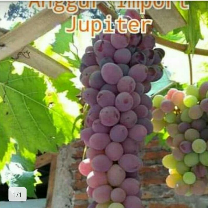 bibit anggur import jupiter