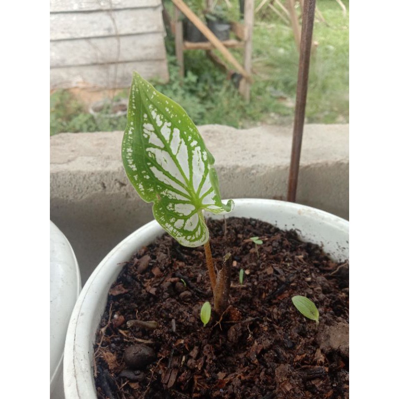 keladi wayang putih wayang albino umbi